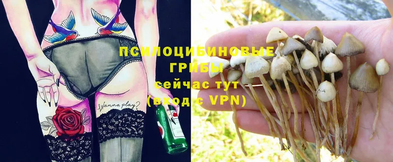 Галлюциногенные грибы Magic Shrooms  Межгорье 